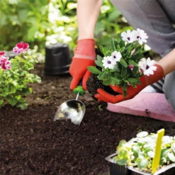 SERAMIS Leichte Blumenerde, 12,5 L -Wurzel Lust Verkaufsgeschäft 4260376731090.pt03 800x800