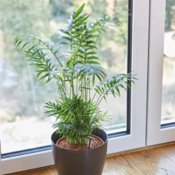 SERAMIS Spezial-Substrat Palmen -Wurzel Lust Verkaufsgeschäft 4260376731359.pt05 800x800