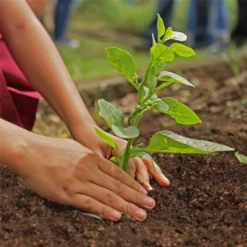 SERAMIS Bio Gemüse-& Hochbeeterde, 40 L -Wurzel Lust Verkaufsgeschäft 4260376731540.pt03 800x800