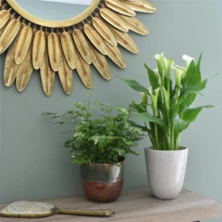 WESTLAND Zimmerpflanzenerde 13 WESTLAND Zimmerpflanzenerde -Wurzel Lust Verkaufsgeschäft 4260376733575.pt03 800x800