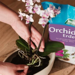 WESTLAND Orchideenerde -Wurzel Lust Verkaufsgeschäft 4260376733667.pt03 800x800