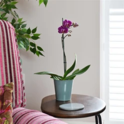 WESTLAND Orchideenerde -Wurzel Lust Verkaufsgeschäft 4260376733667.pt04 800x800