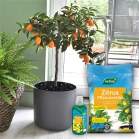 WESTLAND Zitruspflanzendünger, 500 Ml 8 WESTLAND Zitruspflanzendünger, 500 Ml – Bild 6