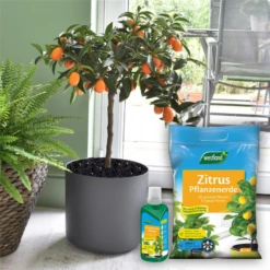 WESTLAND Zitruspflanzendünger, 500 Ml 10 WESTLAND Zitruspflanzendünger, 500 Ml -Wurzel Lust Verkaufsgeschäft 4260376733964.pt02 800x800