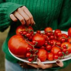 WESTLAND Tomaten-& Gemüseerde, 20 L -Wurzel Lust Verkaufsgeschäft 4260376734084.pt02 800x800