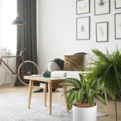 WESTLAND Tongranulat -Wurzel Lust Verkaufsgeschäft 4260376734756.pt04 800x800