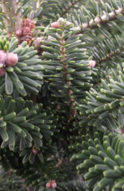 Koreatanne „Helga“