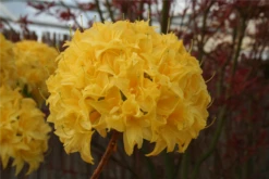 Sommergrüne Azalee „Sonnenköpfchen“