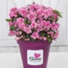 Dauerblühende Azalee „BloomChampion Pink“ 1 Dauerblühende Azalee „BloomChampion Pink“ -Wurzel Lust Verkaufsgeschäft Azalea20BloomChampion20Pink 0466 RGB 800x800