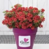 Dauerblühende Azalee „BloomChampion Red“ -Wurzel Lust Verkaufsgeschäft Azalea20BloomChampion20Red20BL07FB 0447 RGB1 800x800