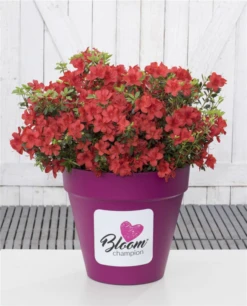 Dauerblühende Azalee „BloomChampion Red“