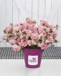 Dauerblühende Azalee „BloomChampion Salmon“