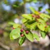 Felsenbirne Polar Fruits® „Western Juneberry“ -Wurzel Lust Verkaufsgeschäft GS407961 800x800