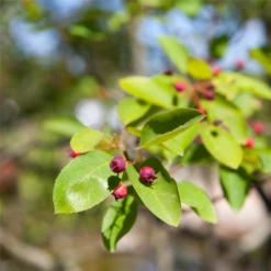 Felsenbirne Polar Fruits® „Western Juneberry“