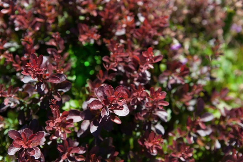 Kleine Blutberberitze „Atropurpurea Nana“ 4 Kleine Blutberberitze „Atropurpurea Nana“ – Bild 2