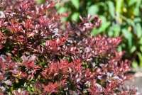 Kleine Blutberberitze „Atropurpurea Nana“ 15 Kleine Blutberberitze „Atropurpurea Nana“ – Bild 13
