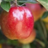 Apfel „Braeburn“ -Wurzel Lust Verkaufsgeschäft GS411172 800x800