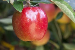 Apfel „Braeburn“