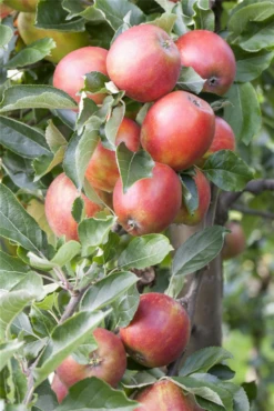 Apfel „Braeburn“ -Wurzel Lust Verkaufsgeschäft GS411195 800x800