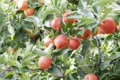 Apfel „Braeburn“ -Wurzel Lust Verkaufsgeschäft GS411200 800x800