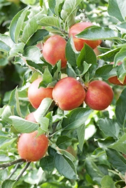 Apfel „Braeburn“ -Wurzel Lust Verkaufsgeschäft GS411202 800x800