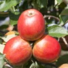 Apfel „Gerlinde®“ -Wurzel Lust Verkaufsgeschäft GS411283 800x800 1