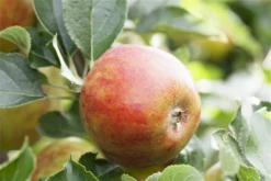 Herbstapfel „Holsteiner Cox“ -Wurzel Lust Verkaufsgeschäft GS411288 800x800