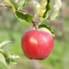 Apfel „Alkmene“ -Wurzel Lust Verkaufsgeschäft GS411370 800x800