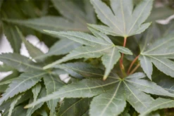 Fächerahorn „Mikawa Yatsubusa“