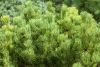 Berg-Kiefer „Carsten´s Wintergold“ 18 Berg-Kiefer „Carsten´s Wintergold“ – Bild 16