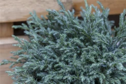 Sawara-Scheinzypresse „Blue Moon®“