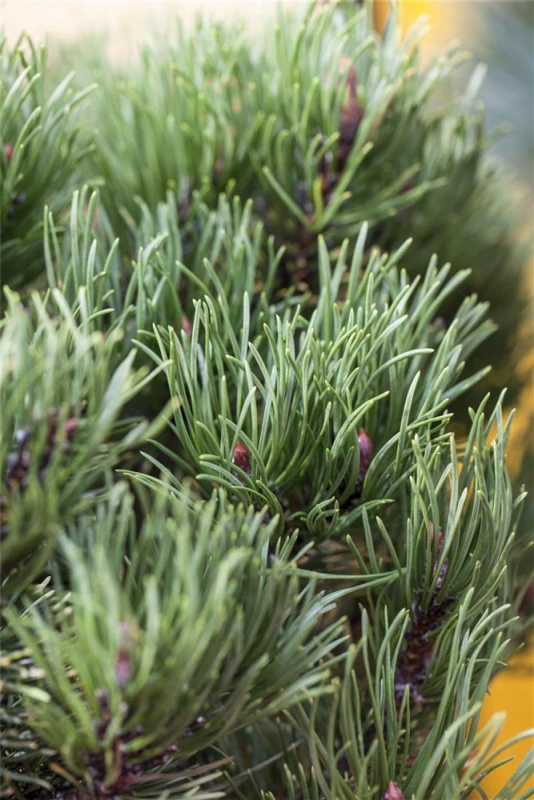 Berg-Kiefer „Carsten´s Wintergold“ 5 Berg-Kiefer „Carsten´s Wintergold“ – Bild 3