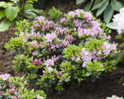Japanische Azalee „Rosinetta®“ -Wurzel Lust Verkaufsgeschäft GS424806 800x800