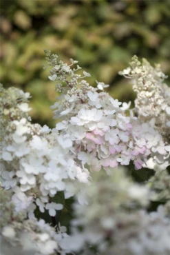 Rispenhortensie „Pinky Winky®“, 2 Stück -Wurzel Lust Verkaufsgeschäft GS426044 800x800