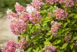 Rispenhortensie „Pinky Winky®“, 2 Stück -Wurzel Lust Verkaufsgeschäft GS426188 800x800