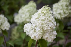 Rispenhortensie „Polar Bear“, 2 Stück