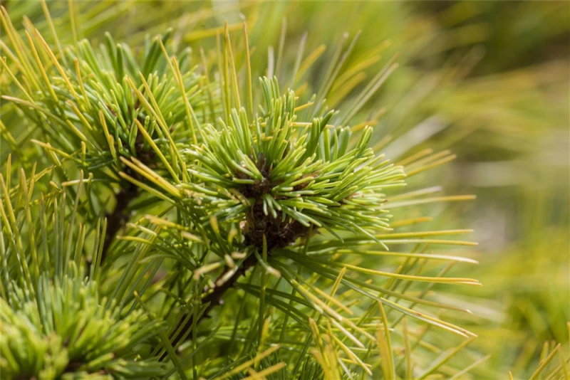 Kissen-Kiefer „Minima“ 3 Kissen-Kiefer „Minima“