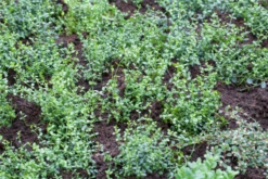 Kleinblättrige Teppichspindel „Minimus“