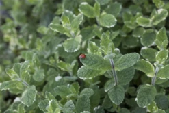 Buntblättrige Garten-Minze