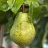 Sommerbirne „Williams Christ“