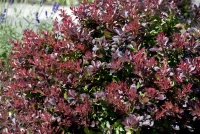 Kleine Blutberberitze „Atropurpurea Nana“ 18 Kleine Blutberberitze „Atropurpurea Nana“ – Bild 16