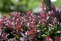 Kleine Blutberberitze „Atropurpurea Nana“ 17 Kleine Blutberberitze „Atropurpurea Nana“ – Bild 15