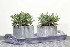 Garten-Salbei 25 Garten-Salbei -Wurzel Lust Verkaufsgeschäft GS457835 800x800