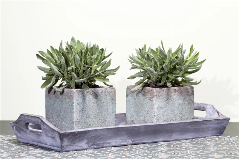 Garten-Salbei 6 Garten-Salbei – Bild 4