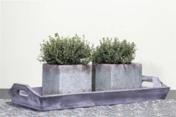 Echter Thymian -Wurzel Lust Verkaufsgeschäft GS457839 800x800