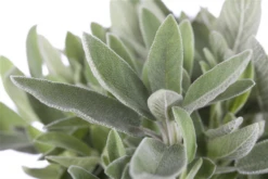 Garten-Salbei 24 Garten-Salbei -Wurzel Lust Verkaufsgeschäft GS457895 800x800