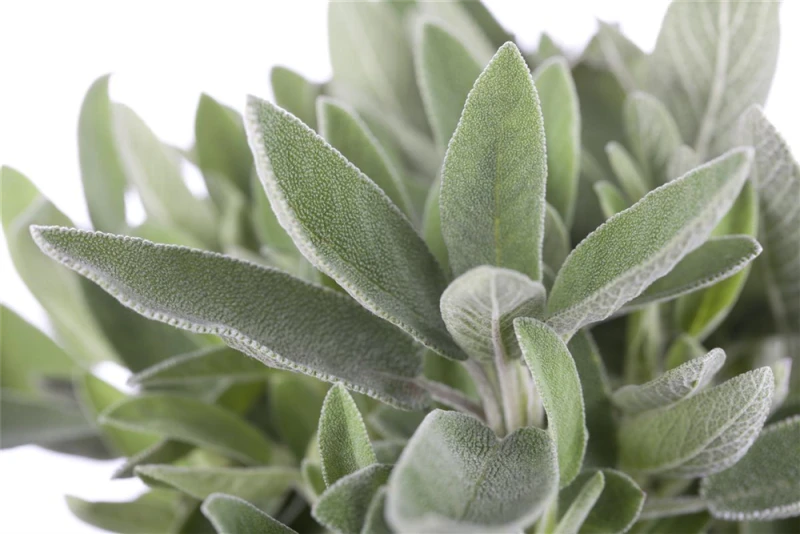 Garten-Salbei 5 Garten-Salbei – Bild 3