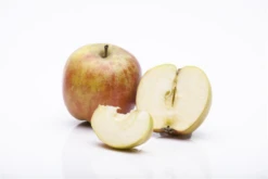 Herbstapfel „Holsteiner Cox“ -Wurzel Lust Verkaufsgeschäft GS458015 800x800