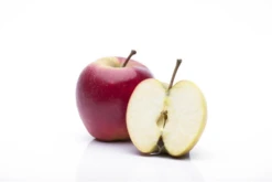 Apfel „Elstar“ -Wurzel Lust Verkaufsgeschäft GS458058 800x800