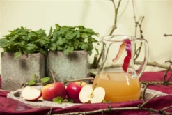 Winterapfel „Topaz(s)“ -Wurzel Lust Verkaufsgeschäft GS458201 800x800